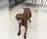 SULLY - Male Plott Hound-Unknown Mix Dog for Adoption - Small photo