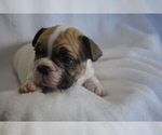 Small Photo #3 French Bulldog Puppy For Sale in LEXINGTON, KY, USA