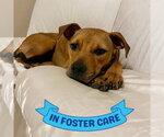 Small #3 Rhodesian Ridgeback Mix