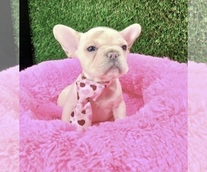 French Bulldog Puppy for sale in LONG BEACH, CA, USA