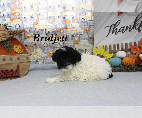 Medium Photo #1 Poodle (Toy) Puppy For Sale in CHANUTE, KS, USA