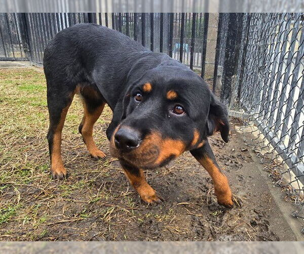 Medium Photo #1 Rottweiler Puppy For Sale in Riverside, CA, USA