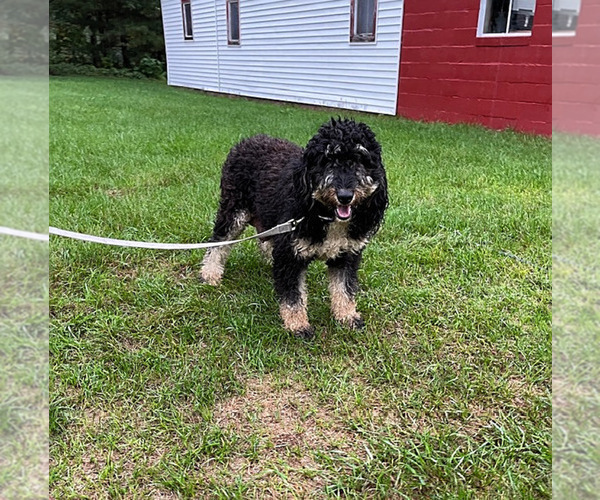 Medium Photo #1 Bernedoodle (Miniature) Puppy For Sale in MIDDLEBURY, IN, USA