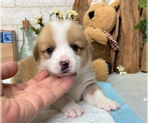 Pembroke Welsh Corgi Puppy for sale in CHICAGO, IL, USA