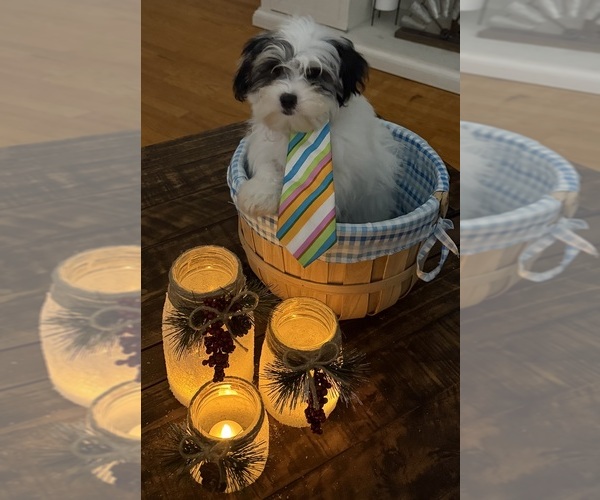 Medium Photo #36 Shih-Poo Puppy For Sale in DINWIDDIE, VA, USA