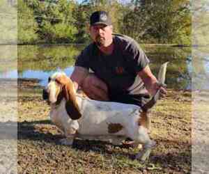 Father of the Basset Hound puppies born on 05/24/2025