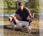 Small Photo #1 Basset Hound Puppy For Sale in CAMERON, OK, USA