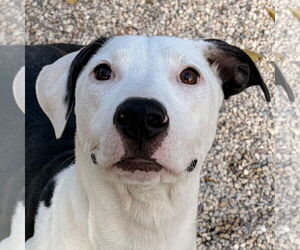 American Pit Bull Terrier-Unknown Mix Dogs for adoption in Jefferson, WI, USA