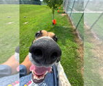 Small Photo #2 Mutt Puppy For Sale in Pierceton , IN, USA