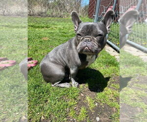 French Bulldog Dogs for adoption in Muskegon, MI, USA