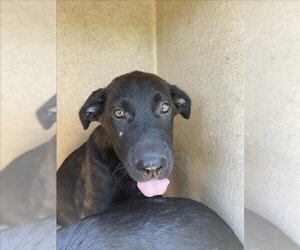 Shepradors Dogs for adoption in Oklahoma City, OK, USA