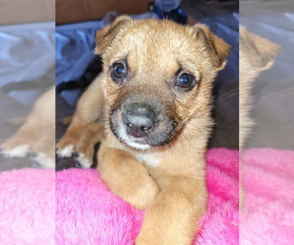 Medium Photo #5 Mutt Puppy For Sale in Laramie, WY, USA