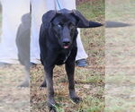 Small #5 Labrador Retriever Mix