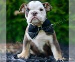 Small #2 Bulldog