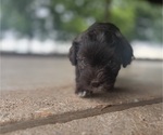 Small #3 Havanese