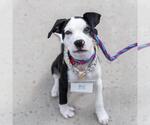 Small #32 Boxer Mix