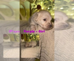Labradoodle Puppy for sale in GADSDEN, AL, USA