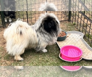 Father of the Pekingese puppies born on 07/17/2023