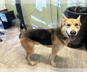 German Shepherd Dog Dogs for adoption in Grand Prairie, TX, USA