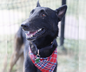 Mutt Dogs for adoption in Imlay City, MI, USA