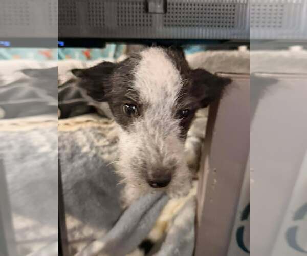 Medium Photo #2 Chihuahua-Unknown Mix Puppy For Sale in Visalia, CA, USA