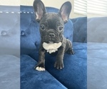 Small Photo #1 French Bulldog Puppy For Sale in DEAL, NJ, USA