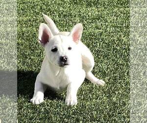 Sugar - Female Siberian Husky-Unknown Mix Dog for Adoption - Photo #14