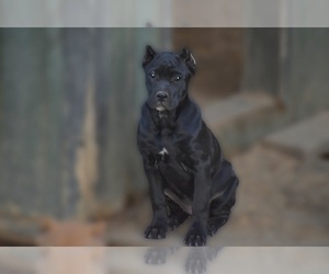 Cane Corso Puppy for sale in BIRMINGHAM, AL, USA