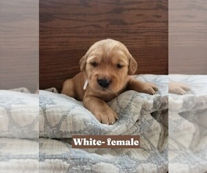 Golden Irish-Golden Retriever Mix Puppy for sale in EUREKA, IL, USA