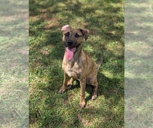 Huskies -Labrador Retriever Mix Dogs for adoption in McDonough, GA, USA