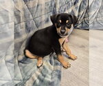 Small #2 Mutt