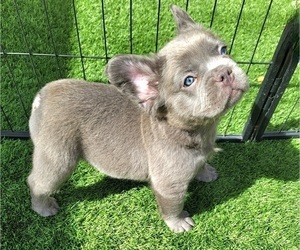 French Bulldog Puppy for sale in LAS VEGAS, NV, USA