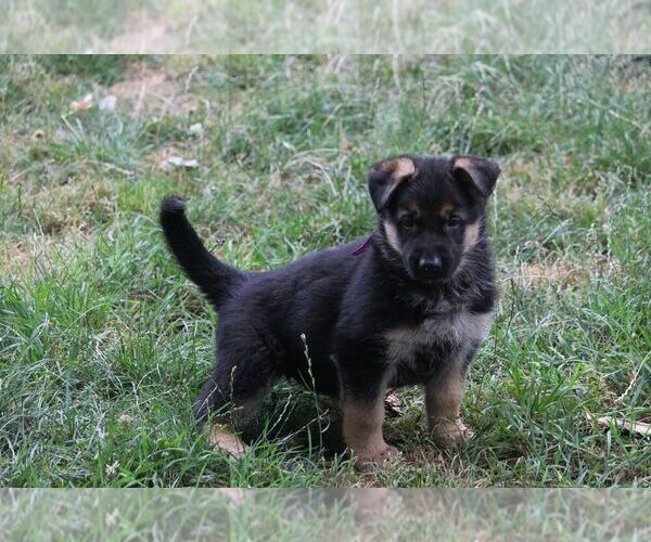 Medium Photo #1 German Shepherd Dog Puppy For Sale in OAK GROVE, OR, USA