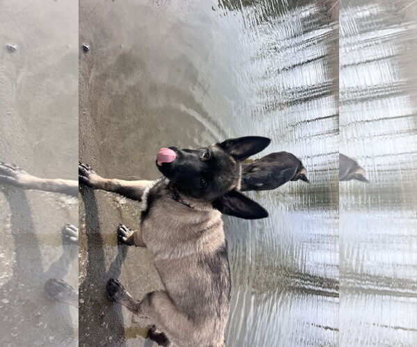 Medium Photo #11 German Shepherd Dog Puppy For Sale in Seattle, WA, USA