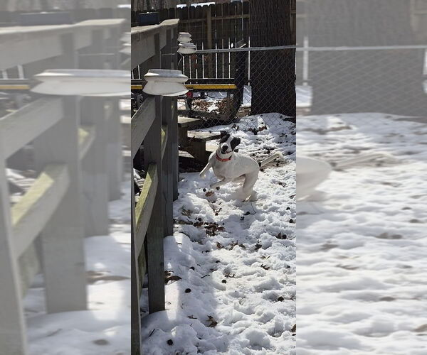 Medium Photo #6 Labrador Retriever-Unknown Mix Puppy For Sale in Evansville, IN, USA