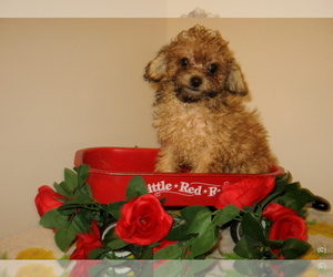 Poodle (Toy) Puppy for sale in BAKERSFIELD, CA, USA