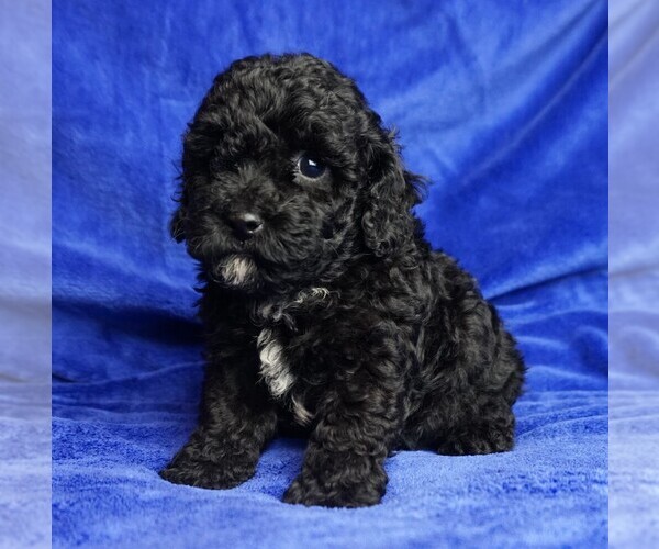 Medium Photo #4 ShihPoo Puppy For Sale in CLEARWATER, FL, USA