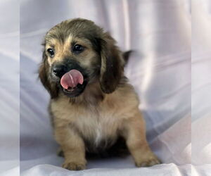 Dachshund-Unknown Mix Dogs for adoption in Weston, FL, USA
