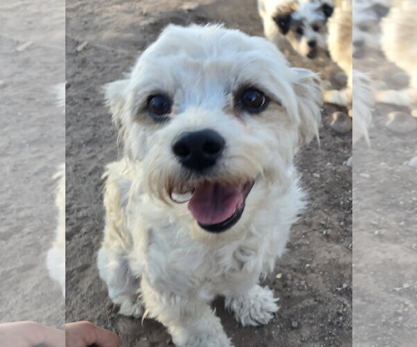Medium Photo #1 Poodle (Miniature)-Unknown Mix Puppy For Sale in Peralta, NM, USA