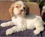 Small #1 Cocker Spaniel