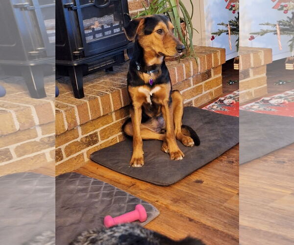 Medium Photo #1 German Shepherd Dog-Unknown Mix Puppy For Sale in Aurora, CO, USA