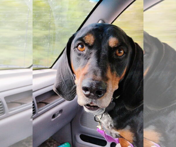 Medium Photo #1 Black and Tan Coonhound Puppy For Sale in Clinton , MI, USA
