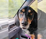 Small Black and Tan Coonhound