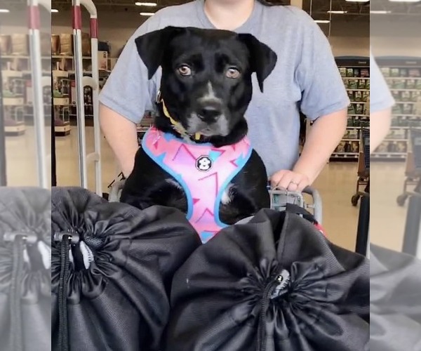 Medium Photo #4 Mutt Puppy For Sale in Abbeville, LA, USA