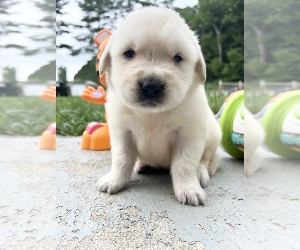 Medium Photo #3 Golden Retriever Puppy For Sale in NEOLA, WV, USA