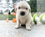 Small #2 Golden Retriever