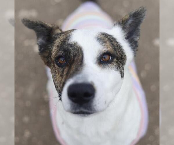 Medium Photo #2 American Staffordshire Terrier-Unknown Mix Puppy For Sale in San Antonio, TX, USA