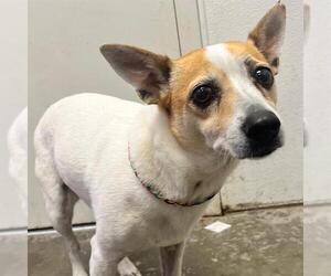 Rat Terrier-Unknown Mix Dogs for adoption in Rosenberg, TX, USA