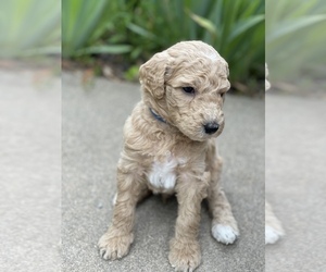 Goldendoodle Puppy for Sale in FRANKLIN, North Carolina USA