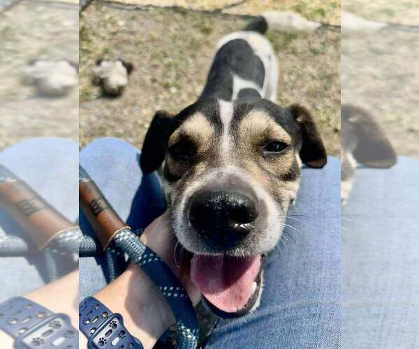 Medium Photo #2 Mutt Puppy For Sale in Abbeville, LA, USA